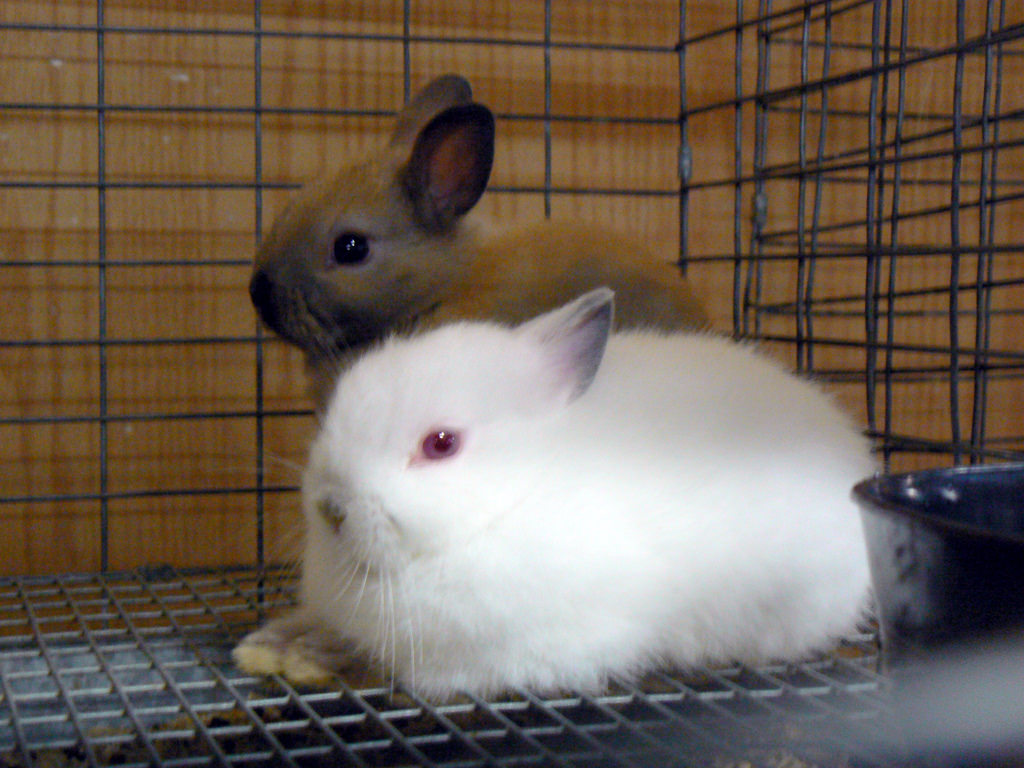1376216085_6bec3b3f7a_b_breeds-of-rabbit